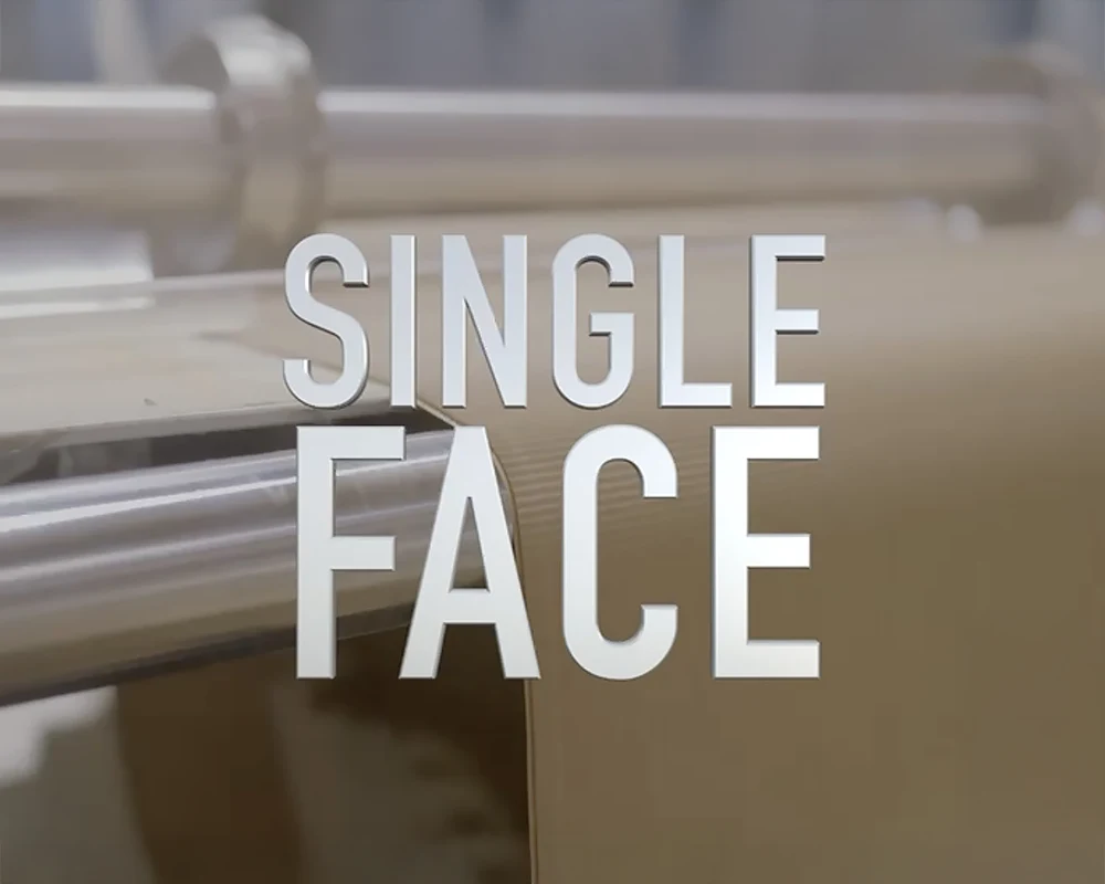 Corte transversal mostrando estructura